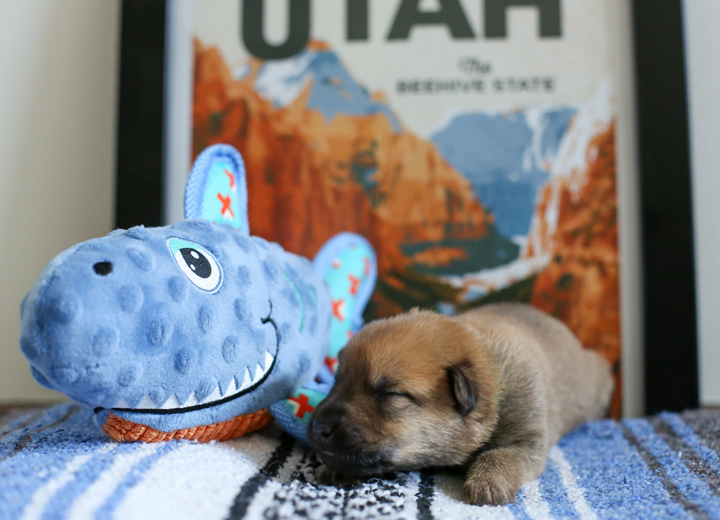 chinook puppy